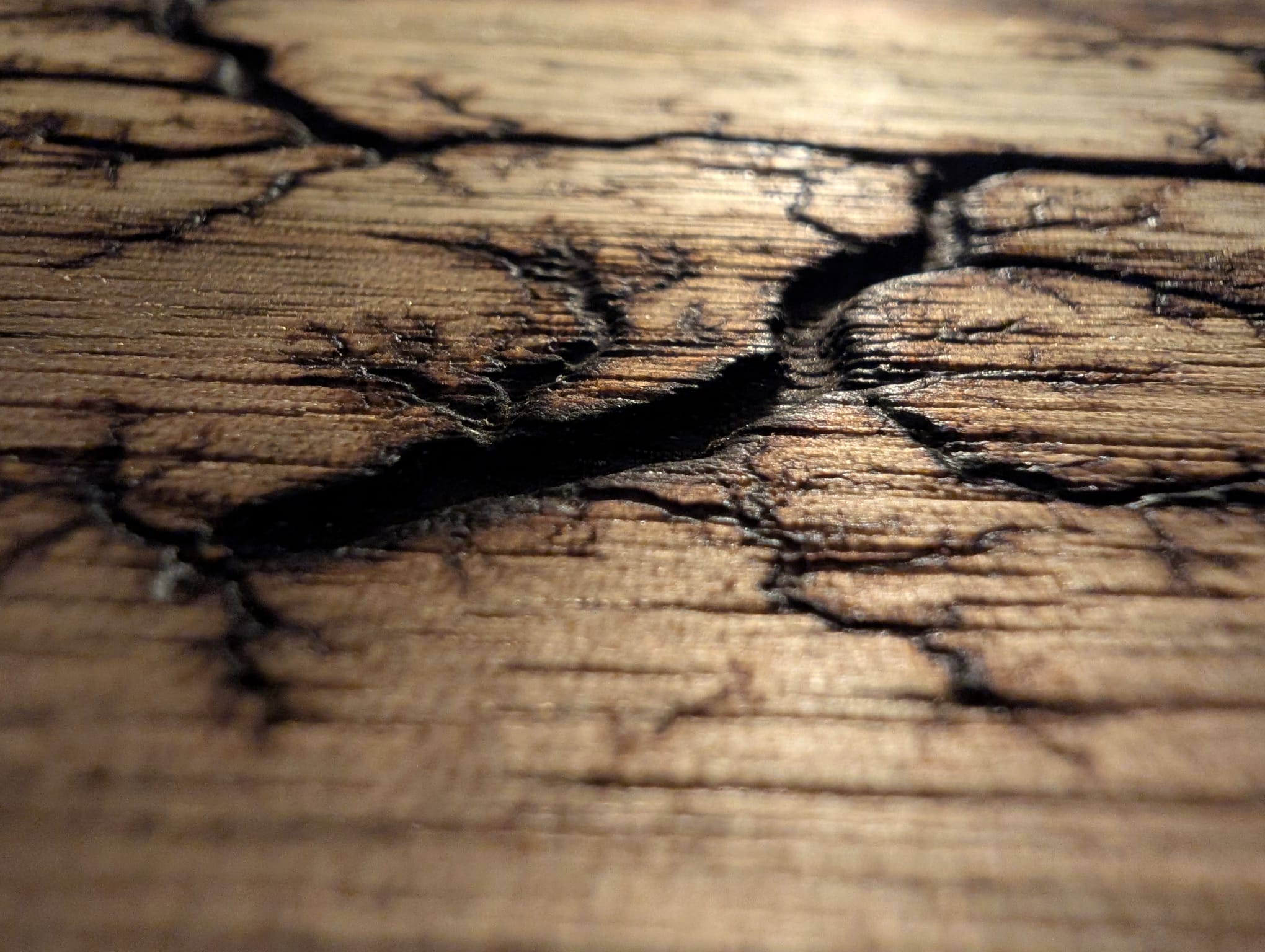 Texture macro du bois flotté – veines et craquelures révélées par la lumière rasante